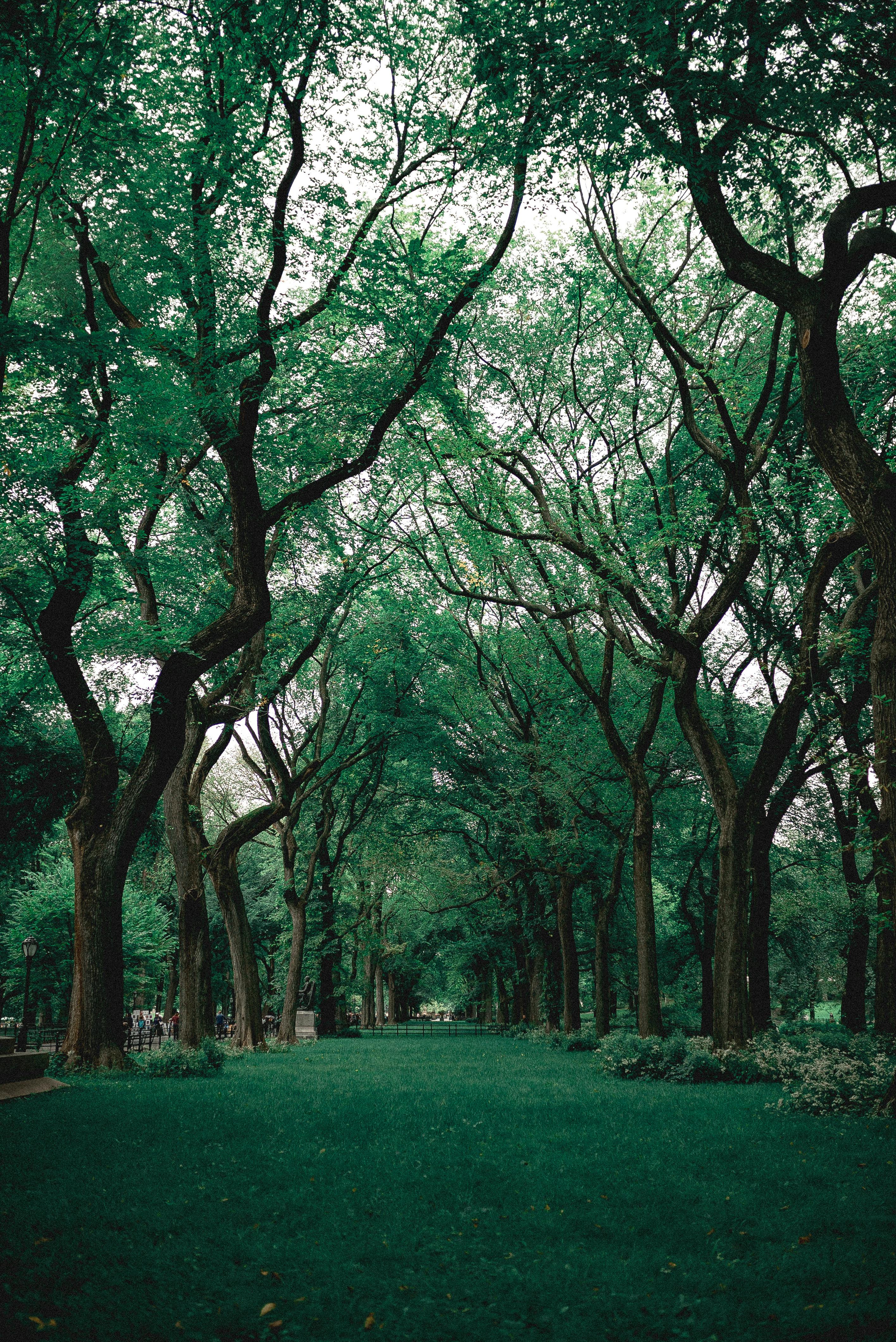 Floresta em zona urbana